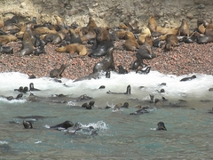 Isla Ballestas - Peru